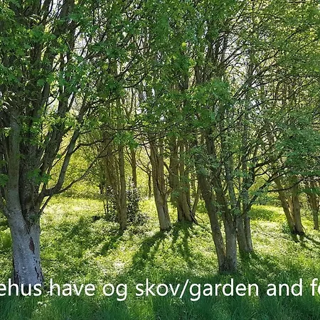 Saenehus Husmandssted