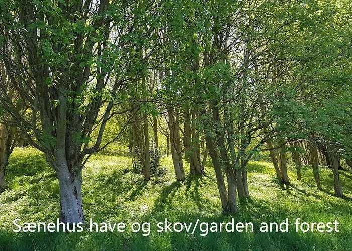 Saenehus Husmandssted