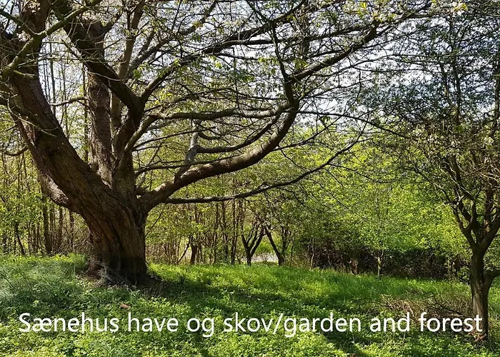 Dom wakacyjny Saenehus Husmandssted